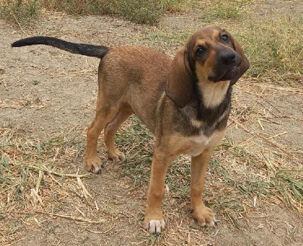 Laos, Cucciolo Mix Segugio Cerca Casa! 